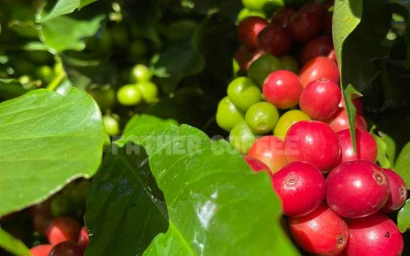 Father Coffee – Triết lý kinh doanh đậm màu sắc nhân văn từ hạt cà phê Quảng Trị
