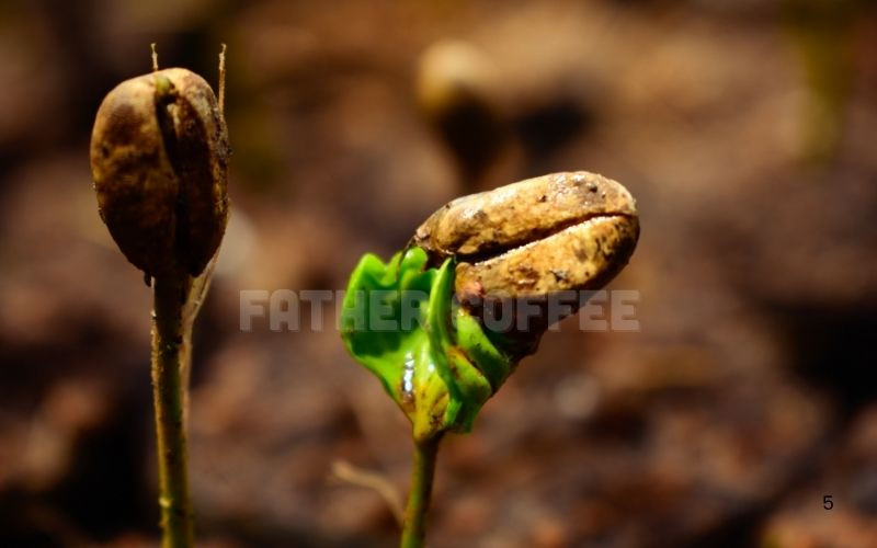 Cà phê đã gây ô nhiễm như thế nào đối với Trái Đất?